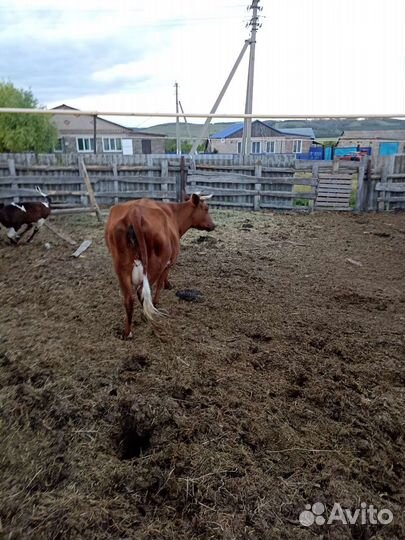 Продам корову