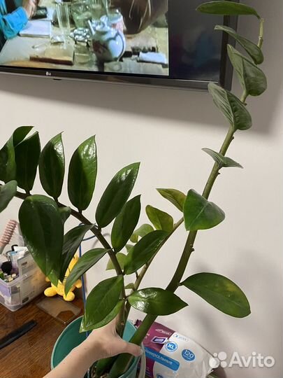 Замиокулькас