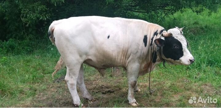 Быки живым весом