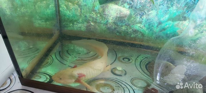 Аксолотль с аквариумом