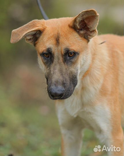Честер, самый удивительный пес в приюте