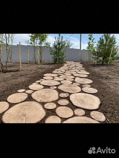 Спилы разной породы древесины