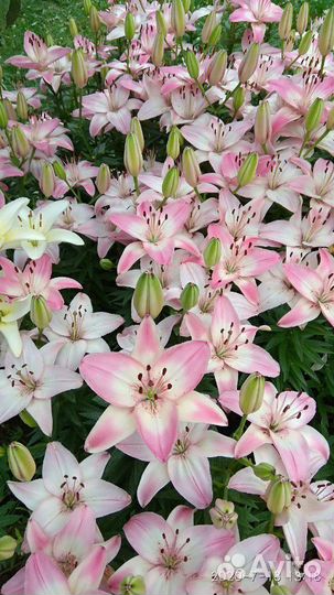 Луковицы лилий