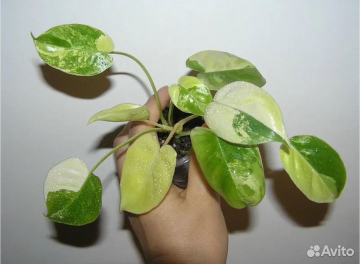 Филодендрон бурле маркс вариегатный