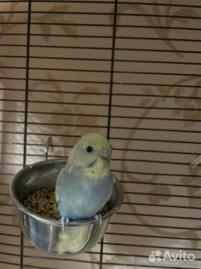 Малыши волнистики