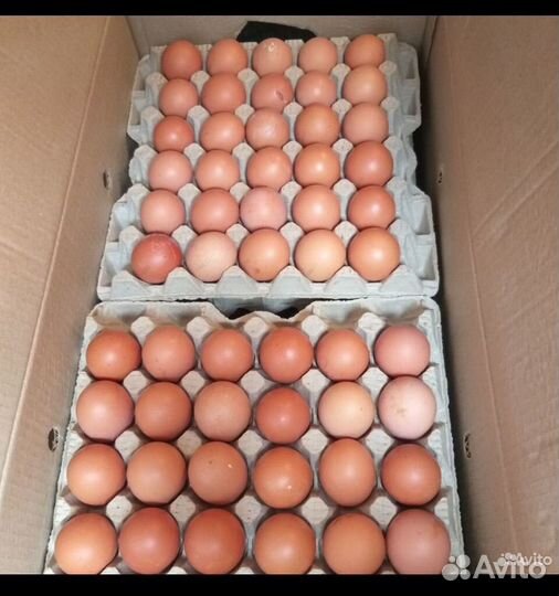Домашние куриные яйца с доставкой