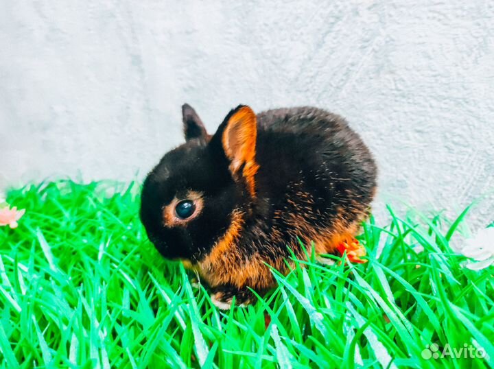 Карликовый кролик