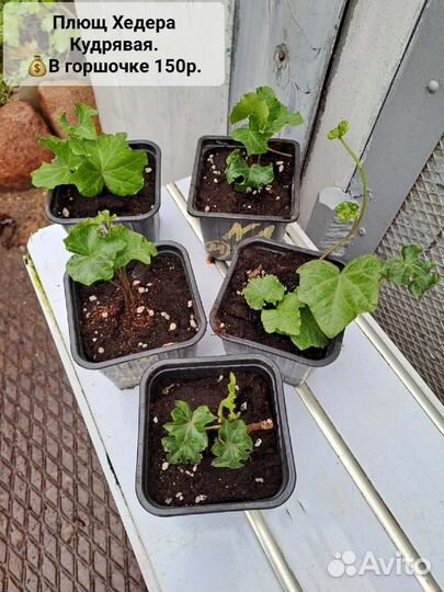 Хойя,Санса,хедера,Герань,Шеффлера,Каланхоэ,Алоэ