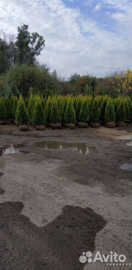 Туя Голден Смарагд