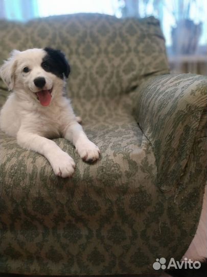 Щенок девочка