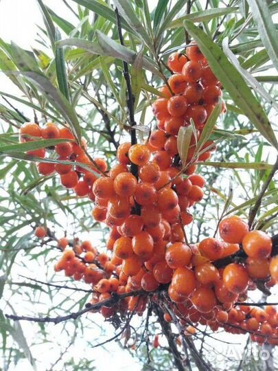 Облепиха саженцы