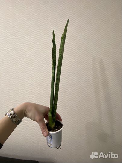 Сансевиерия