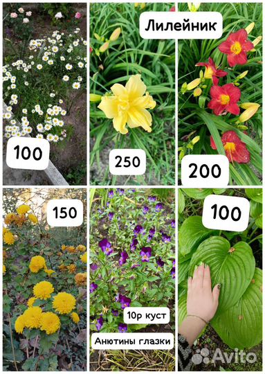 Уличные цветы