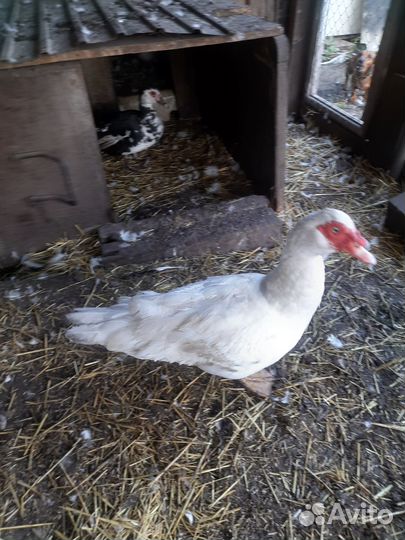 Семья индоуток