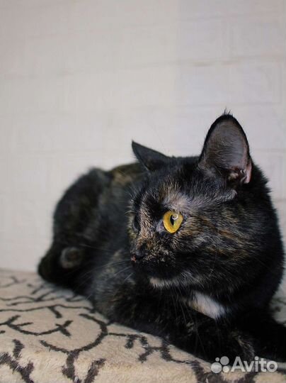 Отдам кошку в добрые руки