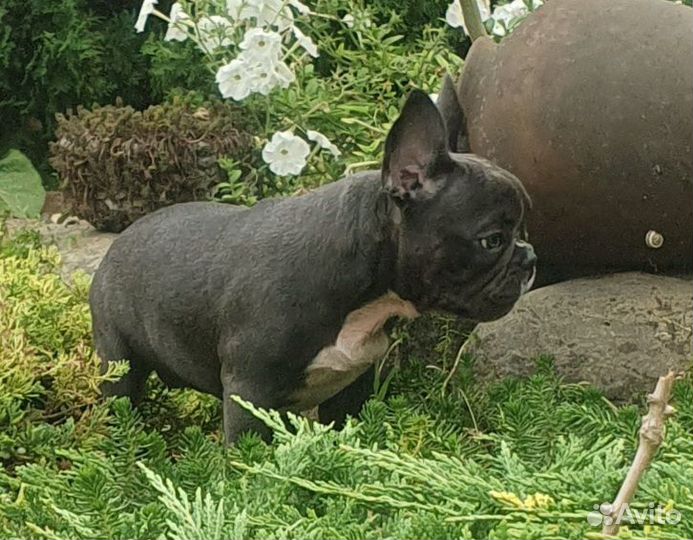 Французский бульдог щенки девочка