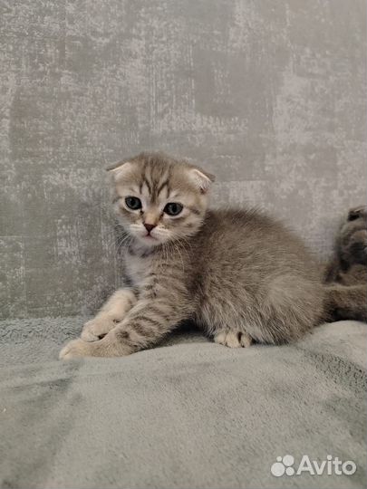 Шотландская кошка
