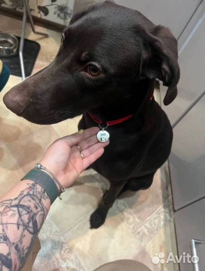 Адресники для питомцев