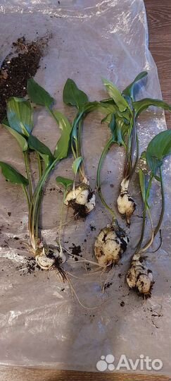 Дримиопсис