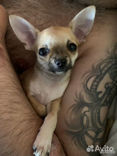Супер мини чихуахуа