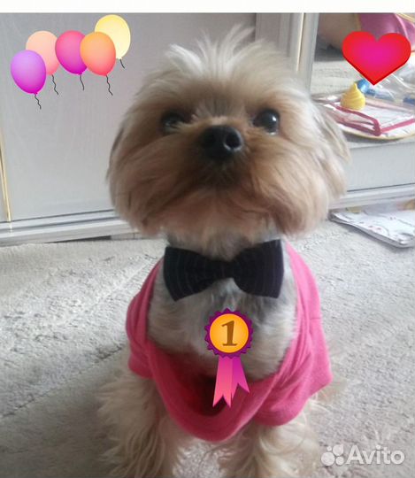 Стрижка собак Грумер