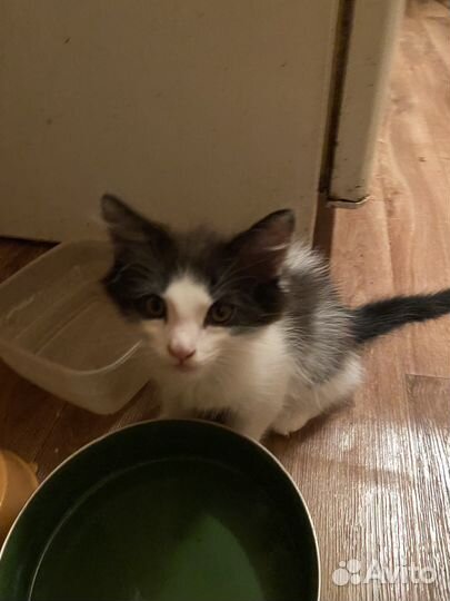 Котята в добрые руки бесплатно