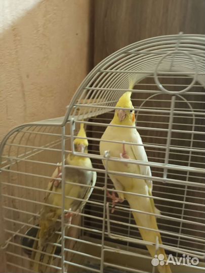 Попугаи карелла рабочая пара