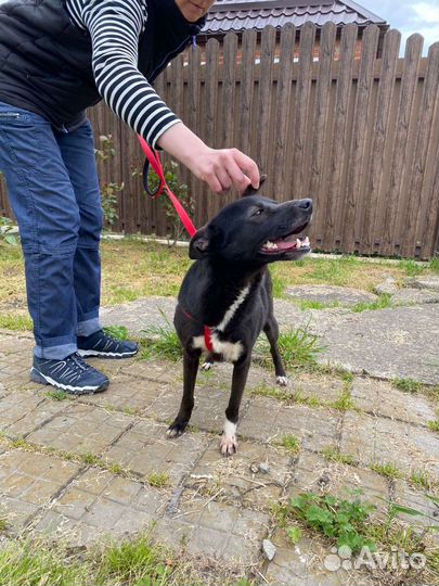 Собака в добрые руки