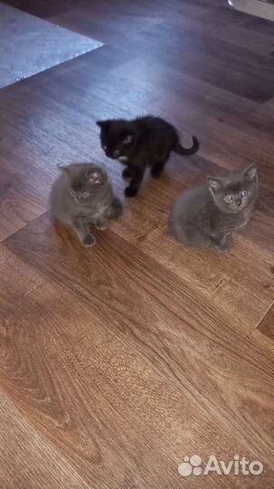 Котята в добрые руки бесплатно