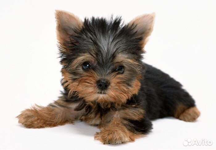 Щенки Йоркширского терьера