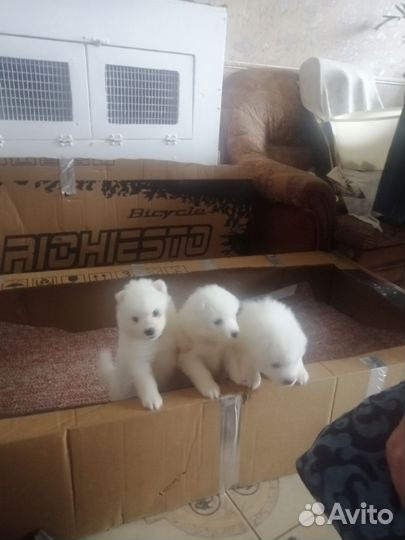 Самоедская лайка щенки