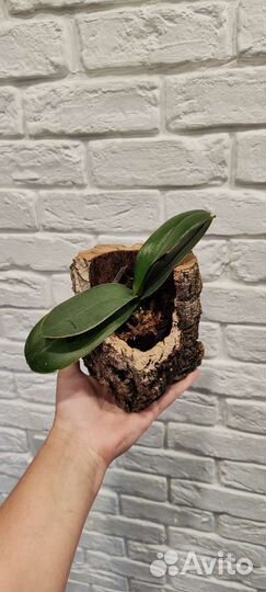 Горшки и блоки из коры пробкового дуба