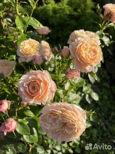 Собственнокорневые сажецы француз.роз Гийо Мейян