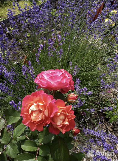 Многолетние растения