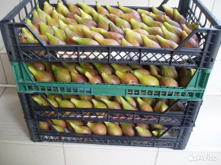 Укорененные черенки инжира