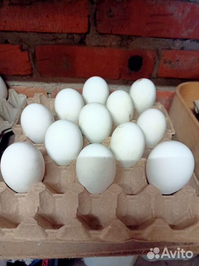 Яйца гусиные инкубационные