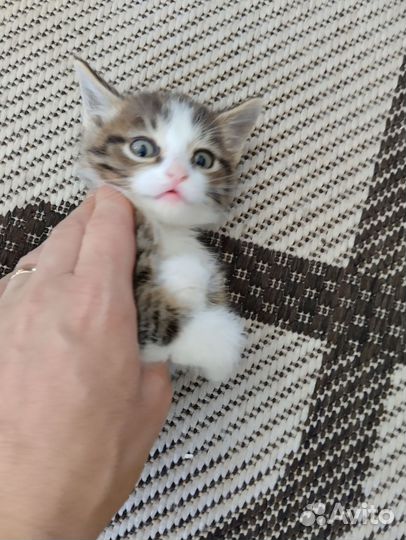 Отдам бесплатно