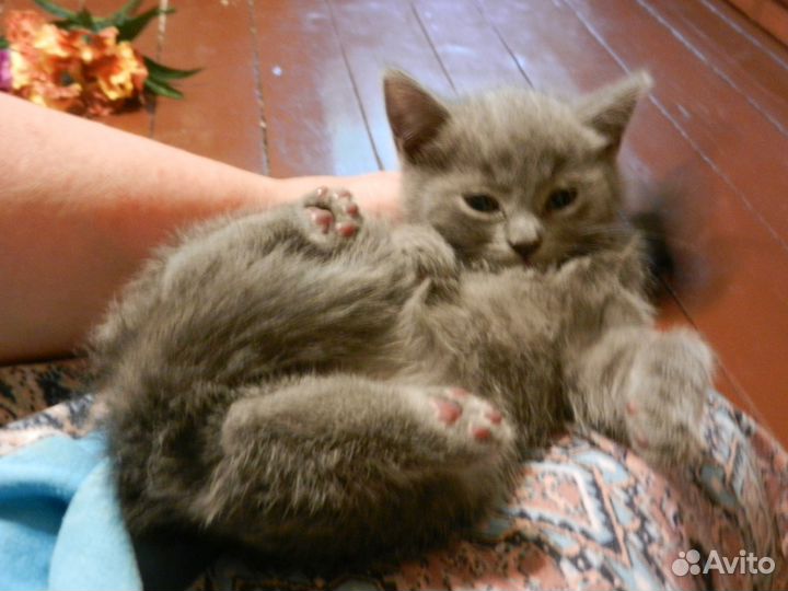 Котята ищут дом