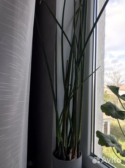 Сансевиерия цилиндрика