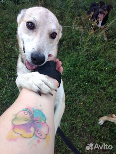 Отдам собаку в добрые руки