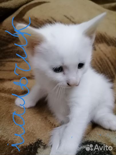 Кошки в добрые руки бесплатно