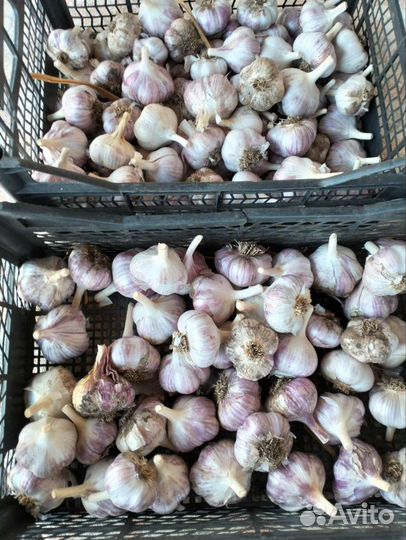 Чеснок домашний