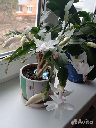 Декабрист шлюмбергера