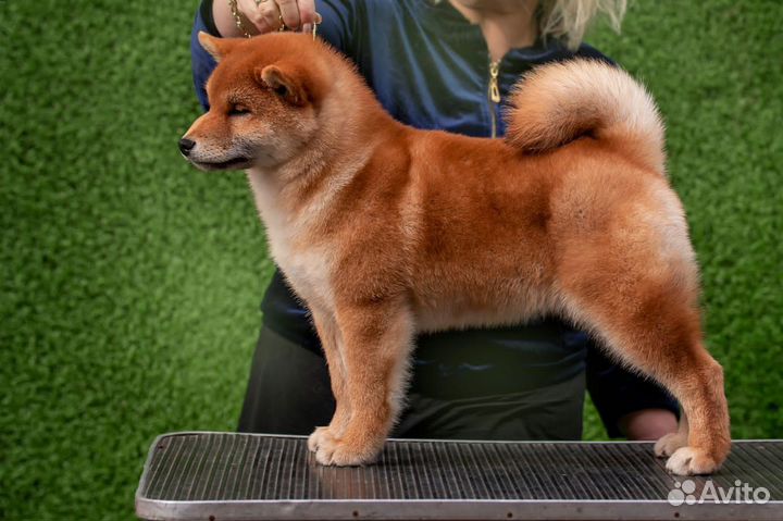 Щенок Сиба Ину