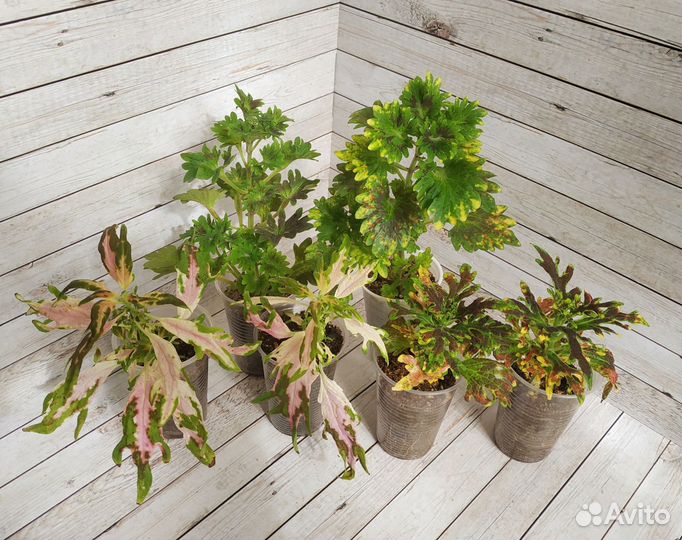 Колеусы вегетативные сортовые