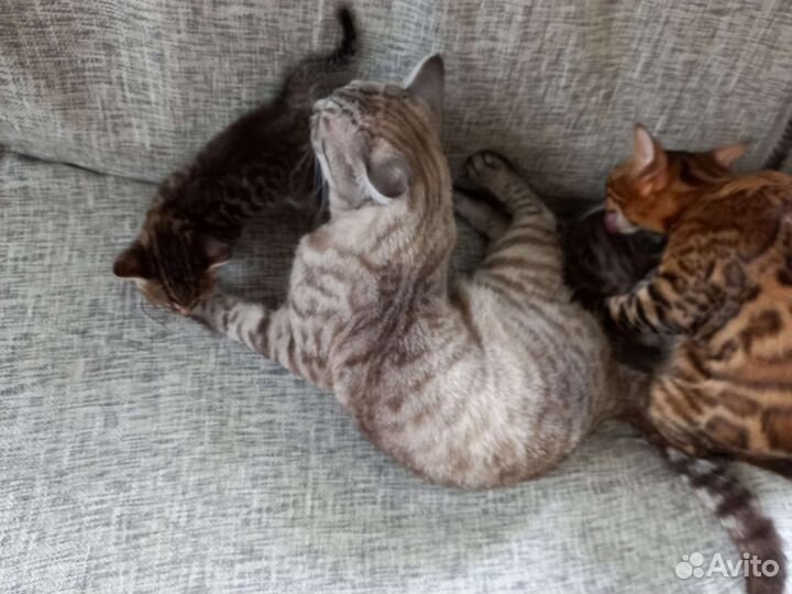 Бенгальский котенок