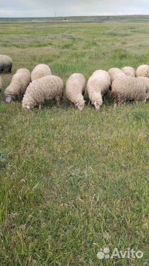 Овцы бараны