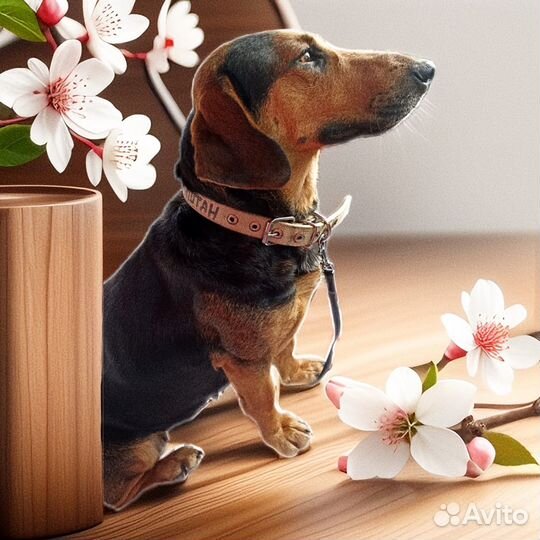 Милашка Такса