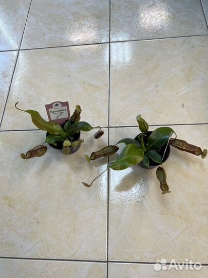 Непентес хищник