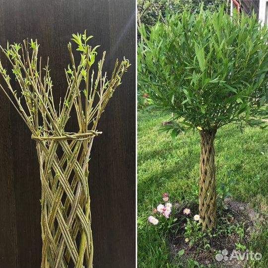 Плетеные деревья из Ивы